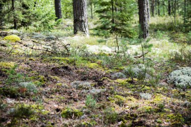 Genç bahar yeşil arka plan üzerinde bırakır 