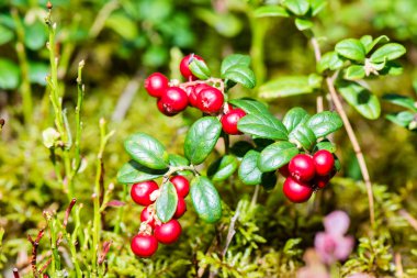 kızılcık yeşil zemin üzerine 