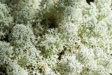 yeşil zemin üzerine beyaz yosun 