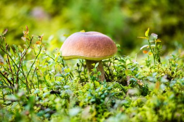 yeşil zemin üzerine mantar 