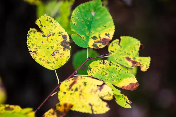 Outono colorido folhas velhas no fundo borrão — Fotografia de Stock