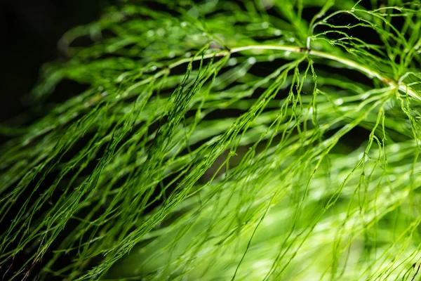 Абстрактная листва на зеленом фоне — стоковое фото