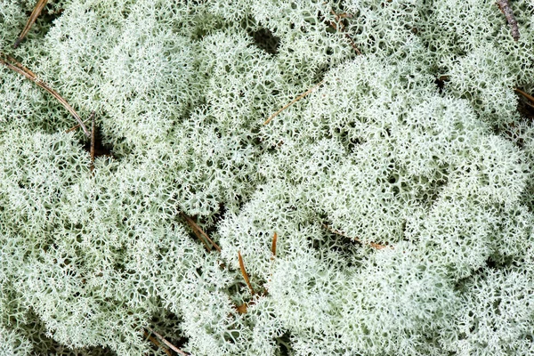 Weißes Moos auf grünem Hintergrund — Stockfoto