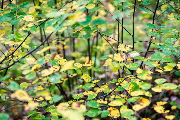 Outono colorido folhas velhas no fundo borrão — Fotografia de Stock