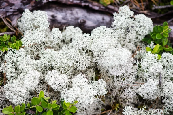 Yeşil zemin üzerine beyaz yosun — Stok fotoğraf