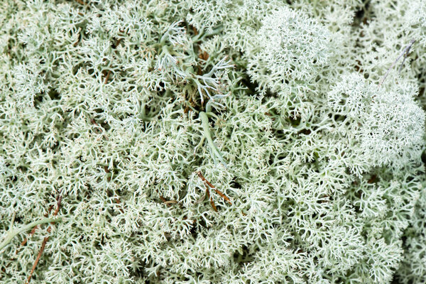 white moss on green background 