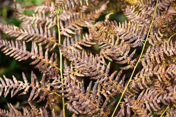 Herfst gekleurde oude bladeren op onscherpte achtergrond — Stockfoto