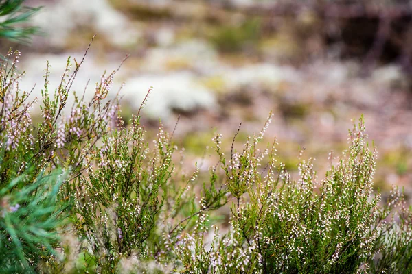 Musgo blanco sobre fondo verde — Foto de Stock