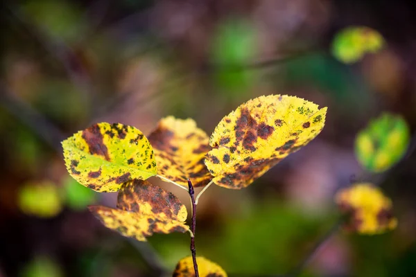 Herbstlich gefärbte alte Blätter auf verschwommenem Hintergrund — Stockfoto
