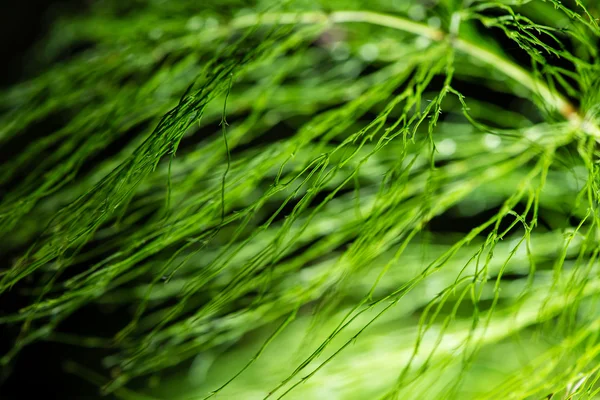 Folhagem abstrata sobre fundo verde — Fotografia de Stock