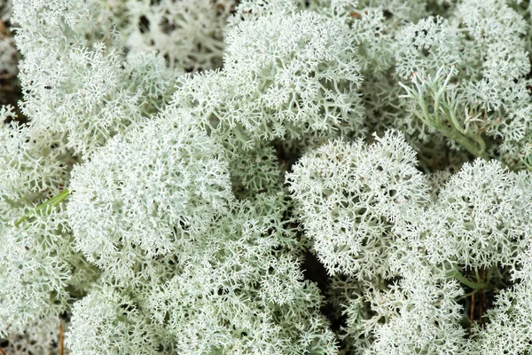 Білий мох на зеленому фоні — стокове фото