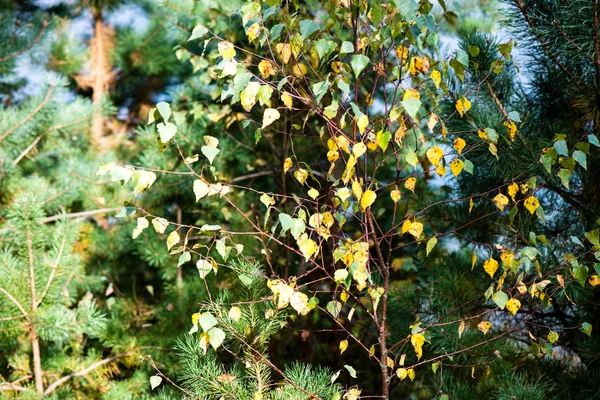 Automne vieilles feuilles colorées sur fond flou — Photo