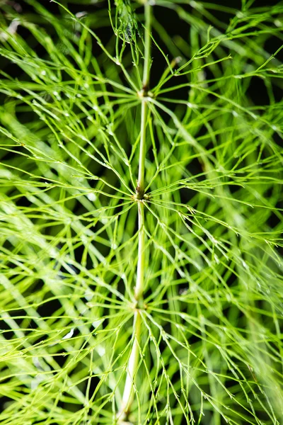 Follaje abstracto sobre fondo verde —  Fotos de Stock