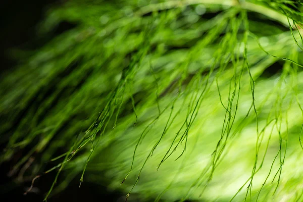 Folhagem abstrata sobre fundo verde — Fotografia de Stock