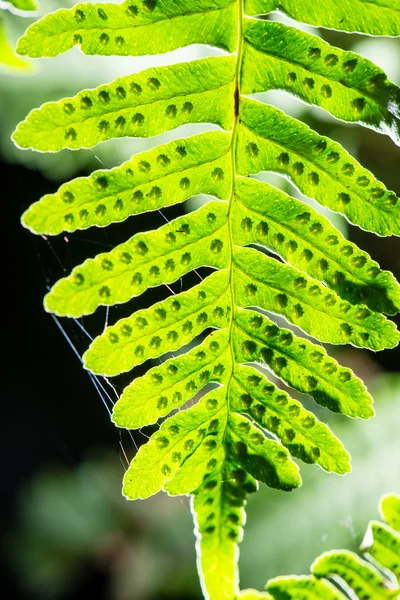 Folhas de primavera jovens no fundo verde — Fotografia de Stock