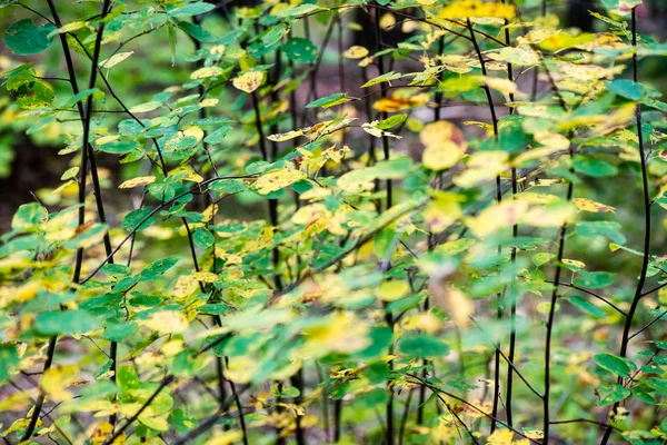 Осенние цветные старые листья на туманном фоне — стоковое фото