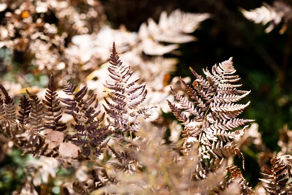 Hojas viejas de color otoño sobre fondo borroso —  Fotos de Stock