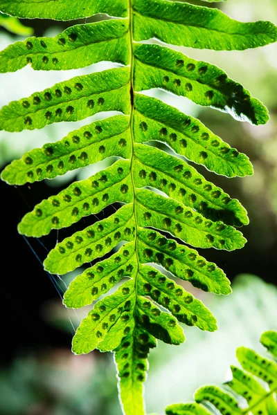 Wiosną młode liście na zielonym tle — Zdjęcie stockowe