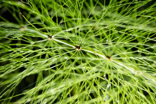 Feuillage abstrait sur fond vert — Photo