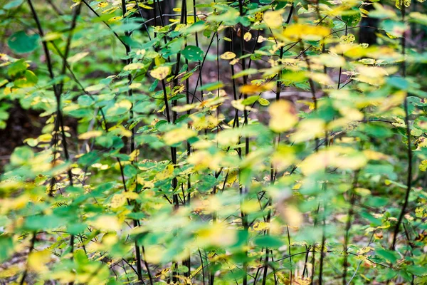 秋の色のぼかしの背景に古い葉 — ストック写真