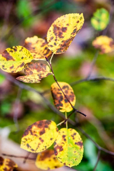 Herfst gekleurde oude bladeren op onscherpte achtergrond — Stockfoto