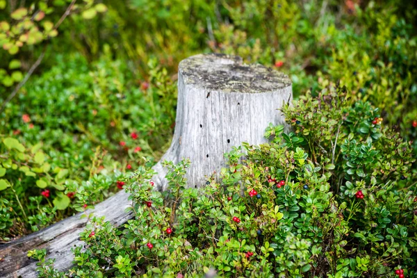 Mirtilli rossi su sfondo verde — Foto Stock