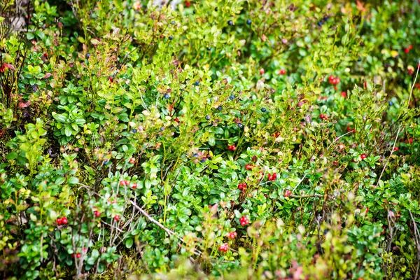 Mirtilli rossi su sfondo verde — Foto Stock