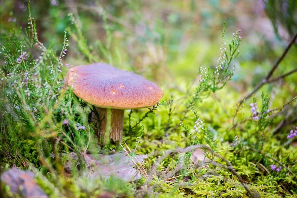 Houby na zeleném pozadí — Stock fotografie