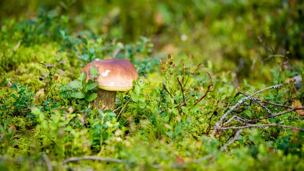 Cogumelos em fundo verde — Fotografia de Stock