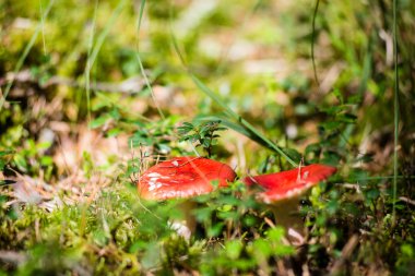 yeşil zemin üzerine mantar 
