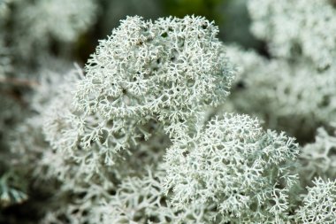 yeşil zemin üzerine beyaz yosun 