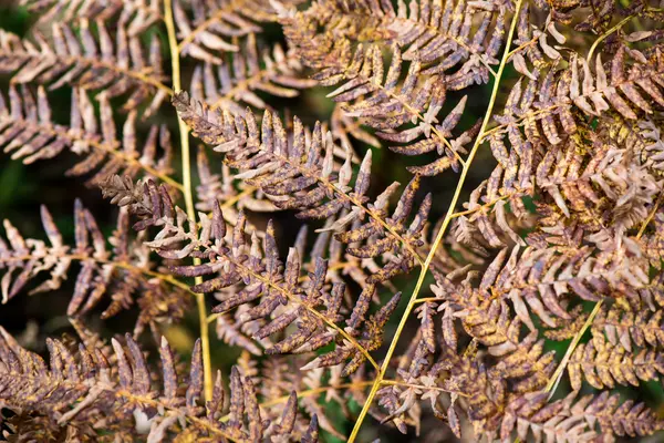 Herbstlich gefärbte alte Blätter auf verschwommenem Hintergrund — Stockfoto