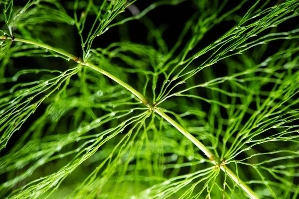 Feuillage abstrait sur fond vert — Photo