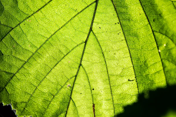 Junge Frühlingsblätter auf grünem Hintergrund — Stockfoto