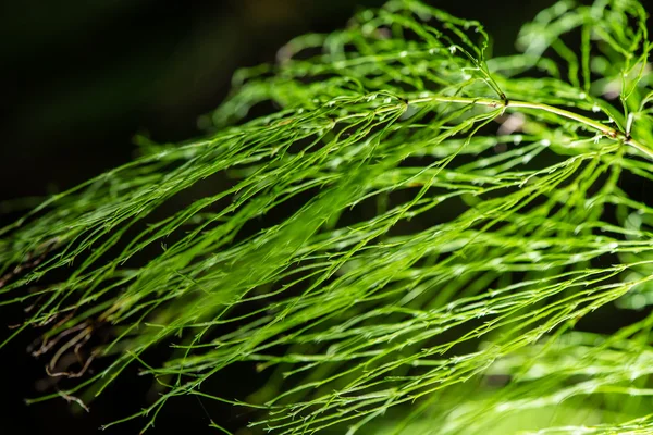 Follaje abstracto sobre fondo verde —  Fotos de Stock