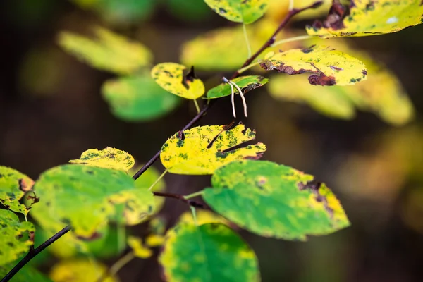 Herfst gekleurde oude bladeren op onscherpte achtergrond — Stockfoto