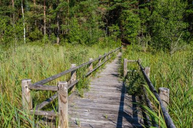 Yeşil sonbahar ormanında tahta patika. Bakış açısı, merdivenler ve ağaç yapraklarıyla.