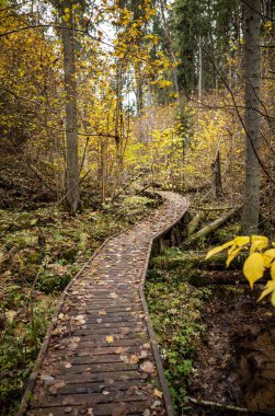 Yeşil sonbahar ormanında tahta patika. Bakış açısı, merdivenler ve ağaç yapraklarıyla.
