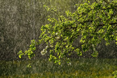 Bahçede arkaplanda yağmur olan elma ağacı yapraklarındaki güneş ışınları. desen deseni