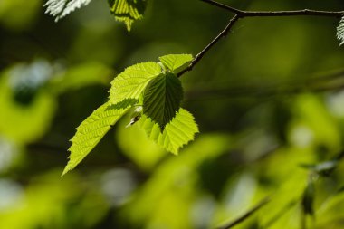 Koyu arka planda güneş ışınları ve yansımaları olan güzel yeşil yaz bitkisi yaprağı