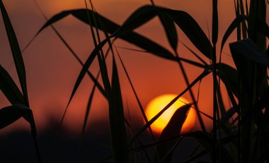 Gölün üzerinde güzel, kırmızı gün batımı ve ön tarafta çimenler.