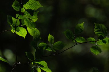 Koyu arka planda güneş ışınları ve yansımaları olan güzel yeşil yaz bitkisi yaprağı