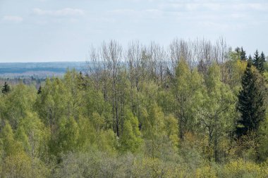 Sonsuz ormanlar ve tarlalar sıcak yaz mevsiminde çayır ve mavi gökyüzü manzarasıyla