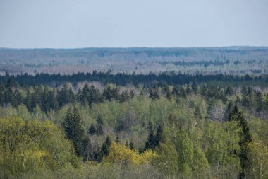 Sonsuz ormanlar ve tarlalar sıcak yaz mevsiminde çayır ve mavi gökyüzü manzarasıyla