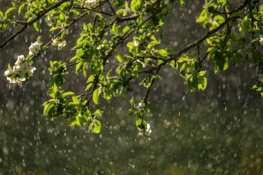 Bahçede arkaplanda yağmur olan elma ağacı yapraklarındaki güneş ışınları. desen deseni
