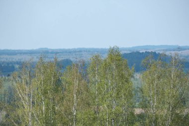 Sonsuz ormanlar ve tarlalar sıcak yaz mevsiminde çayır ve mavi gökyüzü manzarasıyla