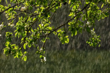 Bahçede arkaplanda yağmur olan elma ağacı yapraklarındaki güneş ışınları. desen deseni