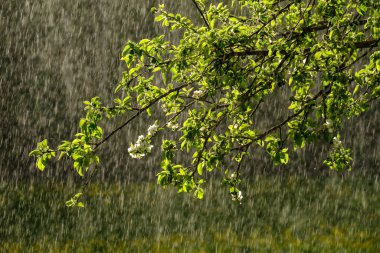 Bahçede arkaplanda yağmur olan elma ağacı yapraklarındaki güneş ışınları. desen deseni
