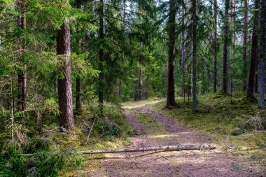 Yazın toprak yol kenarları çimlerle kaplı, perspektifli çakıl taşları.