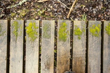 Yeşil sonbahar ormanında tahta patika. Bakış açısı, merdivenler ve ağaç yapraklarıyla.
